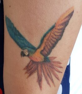tattoo de arara